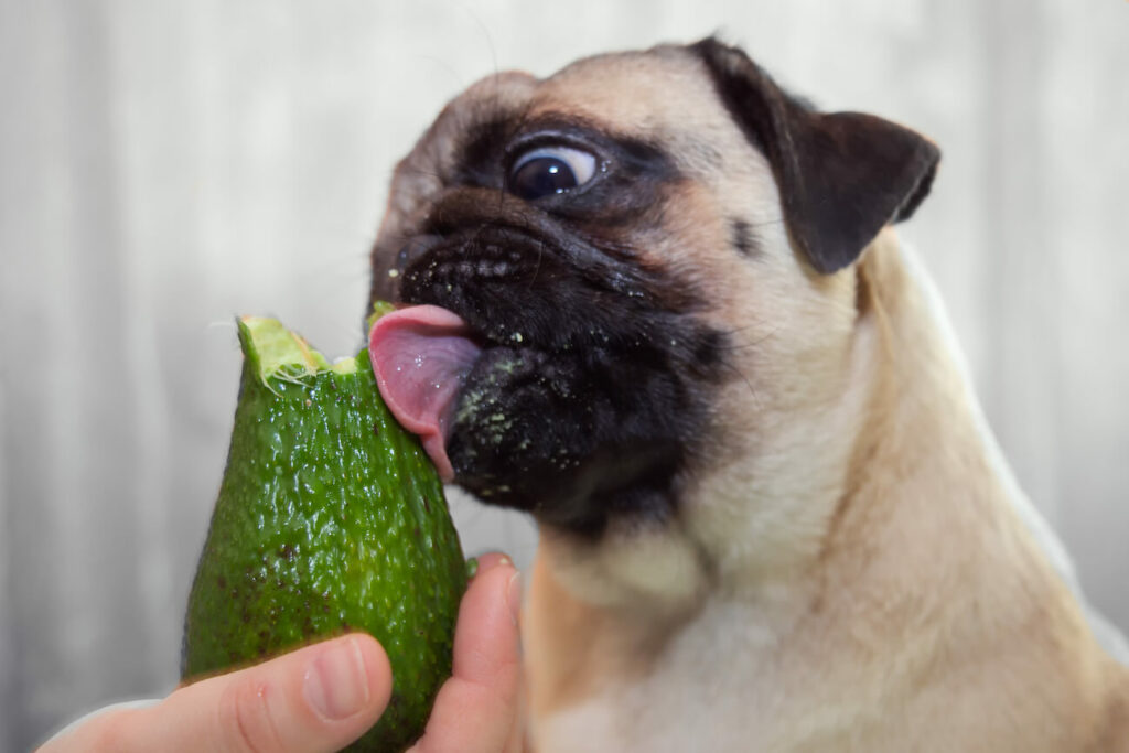 Avocado für Hunde