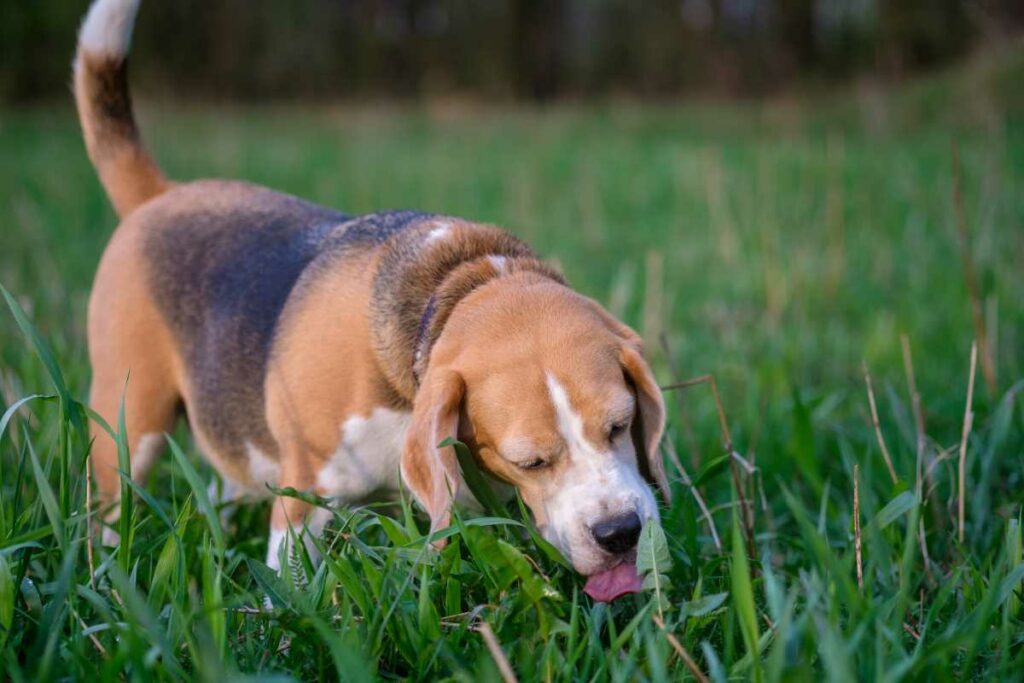 hund-frisst-gras-beagle