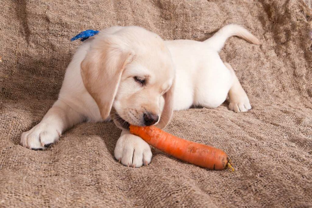 labrador-puppy-is-eating-carrots-in-the-background-scrim-2