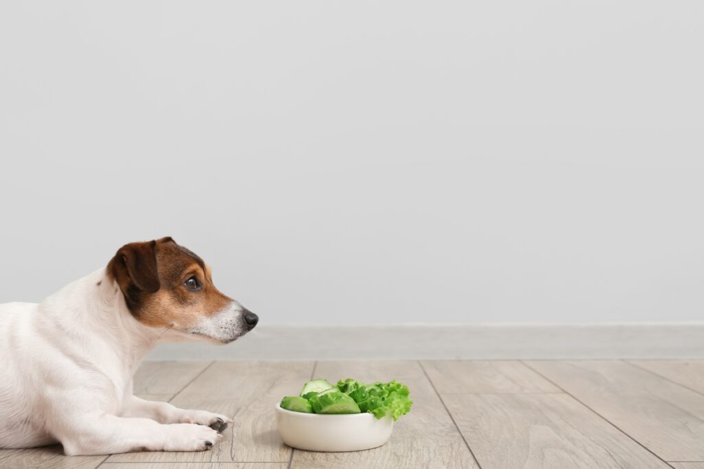 cute-dog-and-bowl-with-fresh-vegetables-on-floor-near-light-wall-2