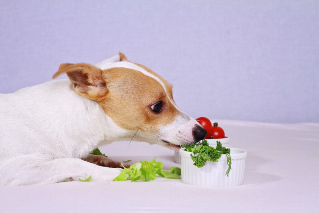 hund vegetarisch ernähren