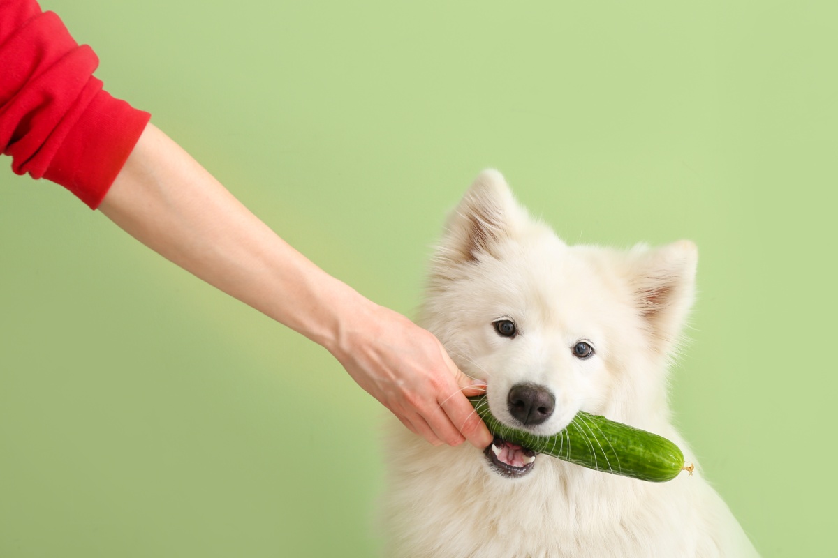 dürfen hunde gurke essen
