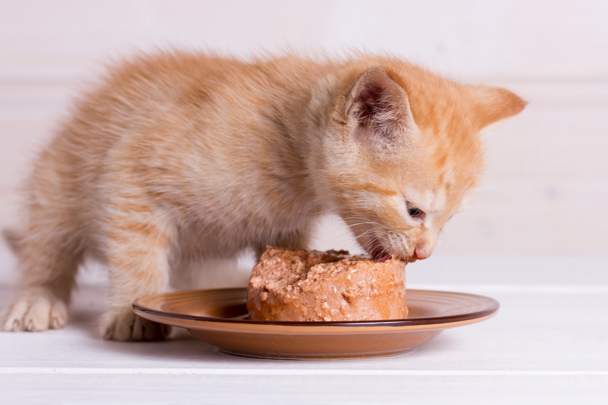 Kitten wie oft füttern