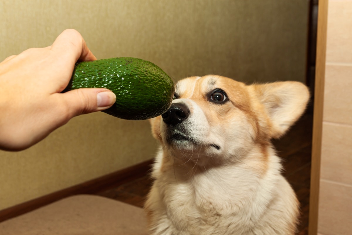 Dürfen Hunde Avocado