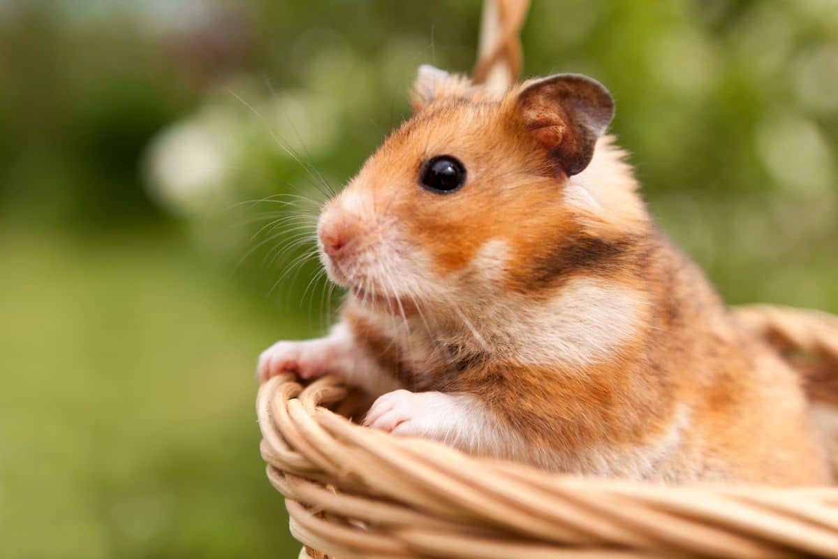 little-hamster-in-a-basket-2