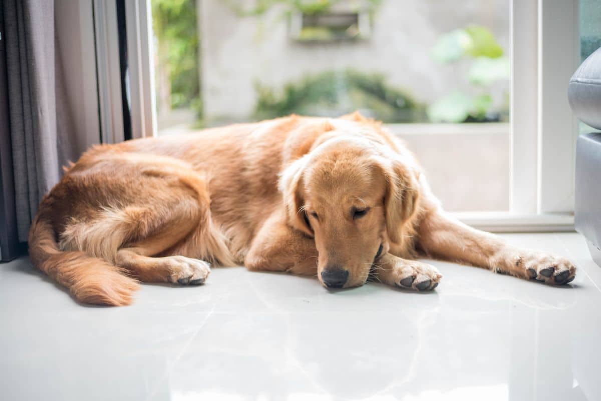 golden-retriever-dog-lying-on-the-floor-looking-sad