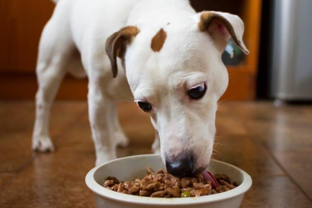 young-jack-russell-terrier-eats-food-from-his-bowl-in-the-kitche
