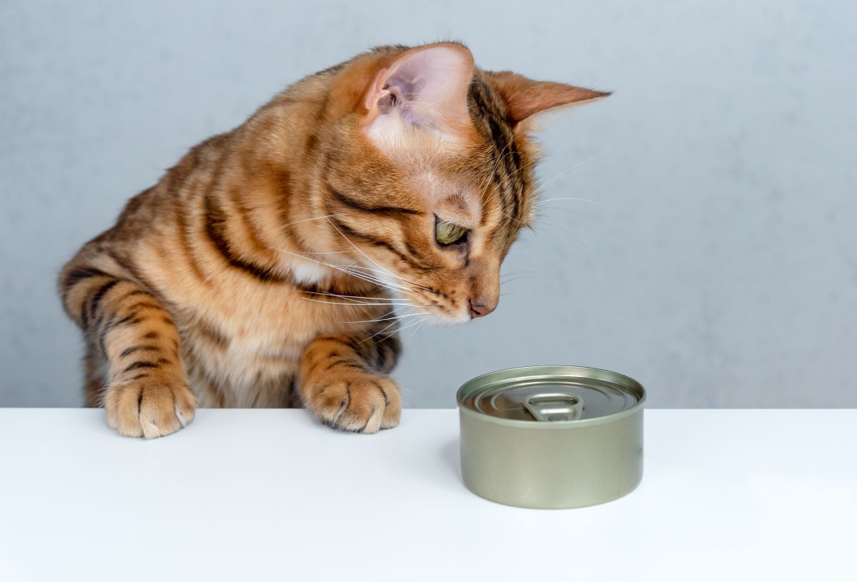 bengal-cat-is-about-to-eat-wet-food-from-a-can