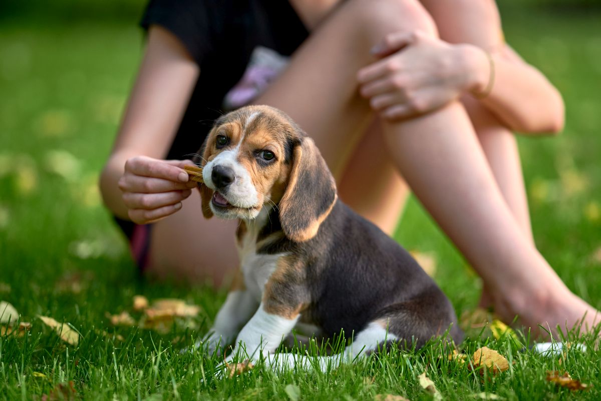beagle-puppy-eating-snack