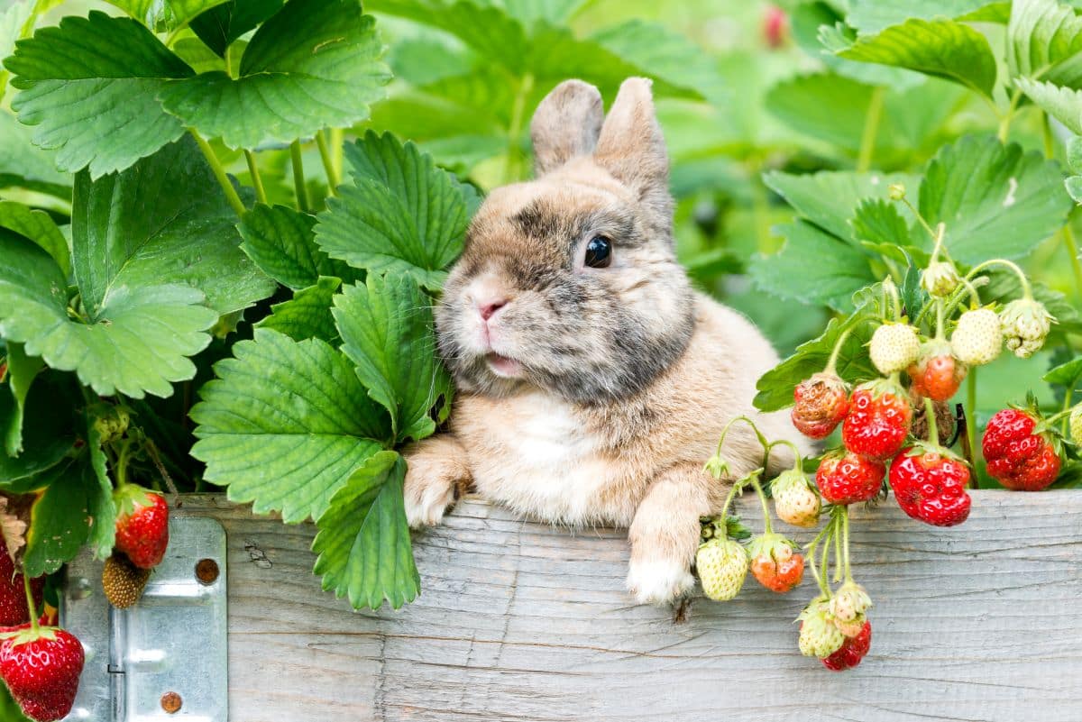 kaninchen-posiert-mit-reifen-erdbeeren-im-hochbeet