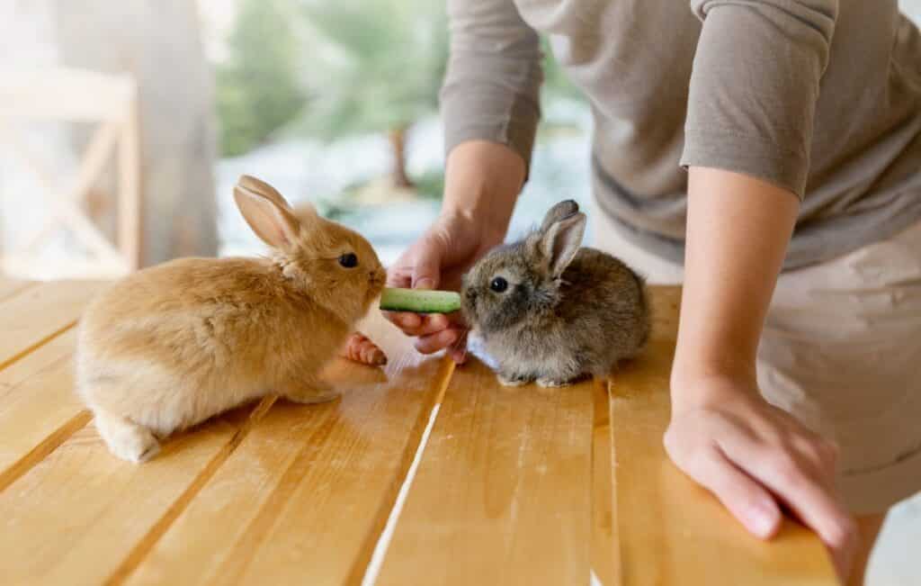 kann man kaninchen überfüttern