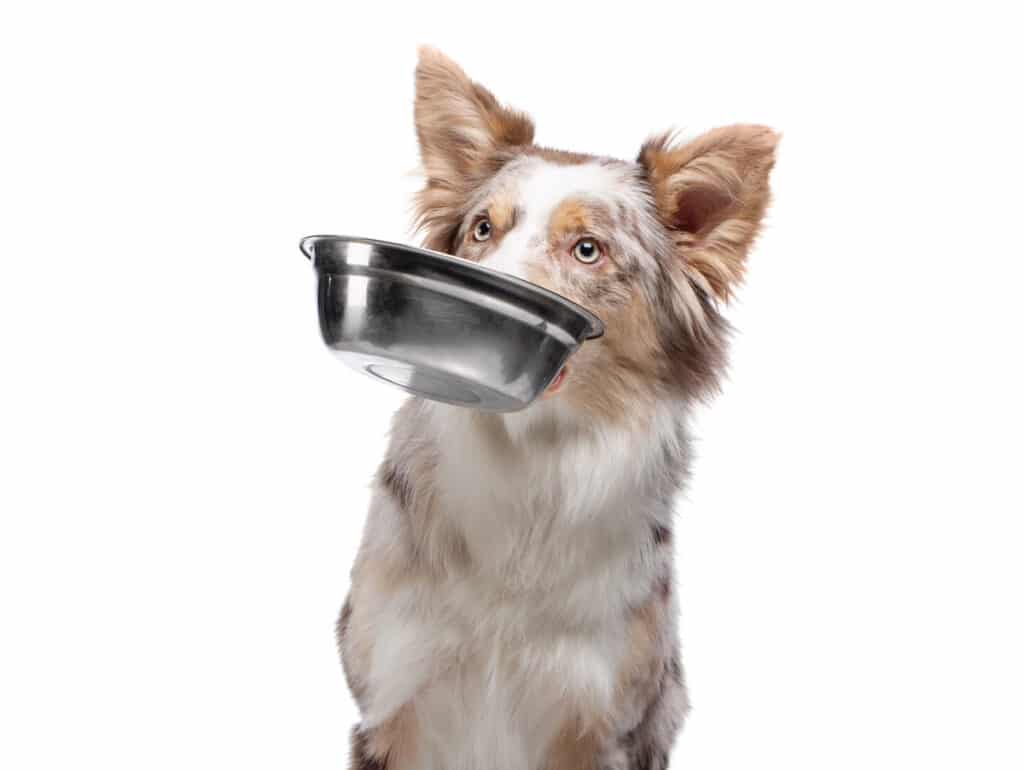 dog-holds-a-bowl-for-food-in-his-teeth-healthy-food-for-pets-border-collie-on-a-white-background