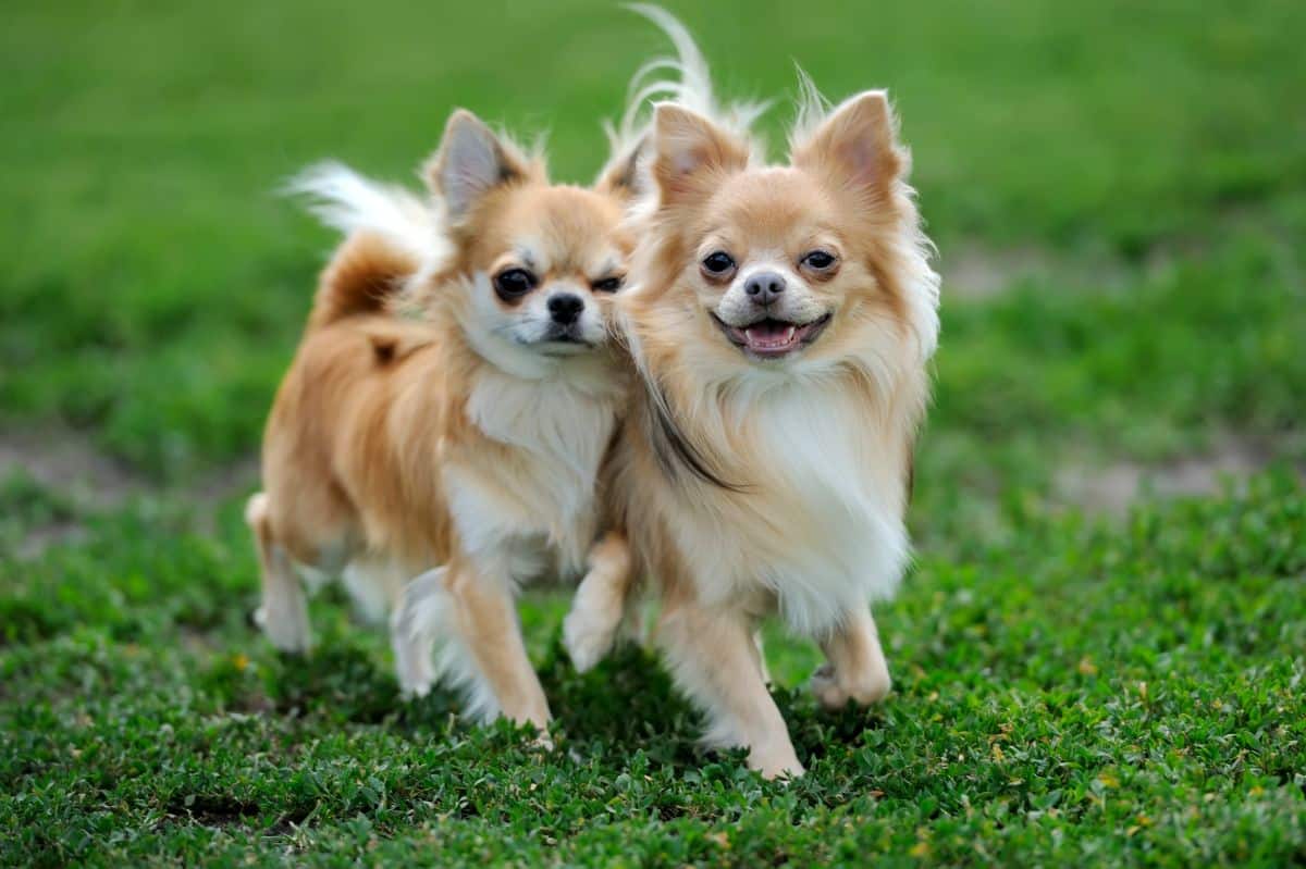 two-longhair-chihuahua-dog-in-green-summer-grass