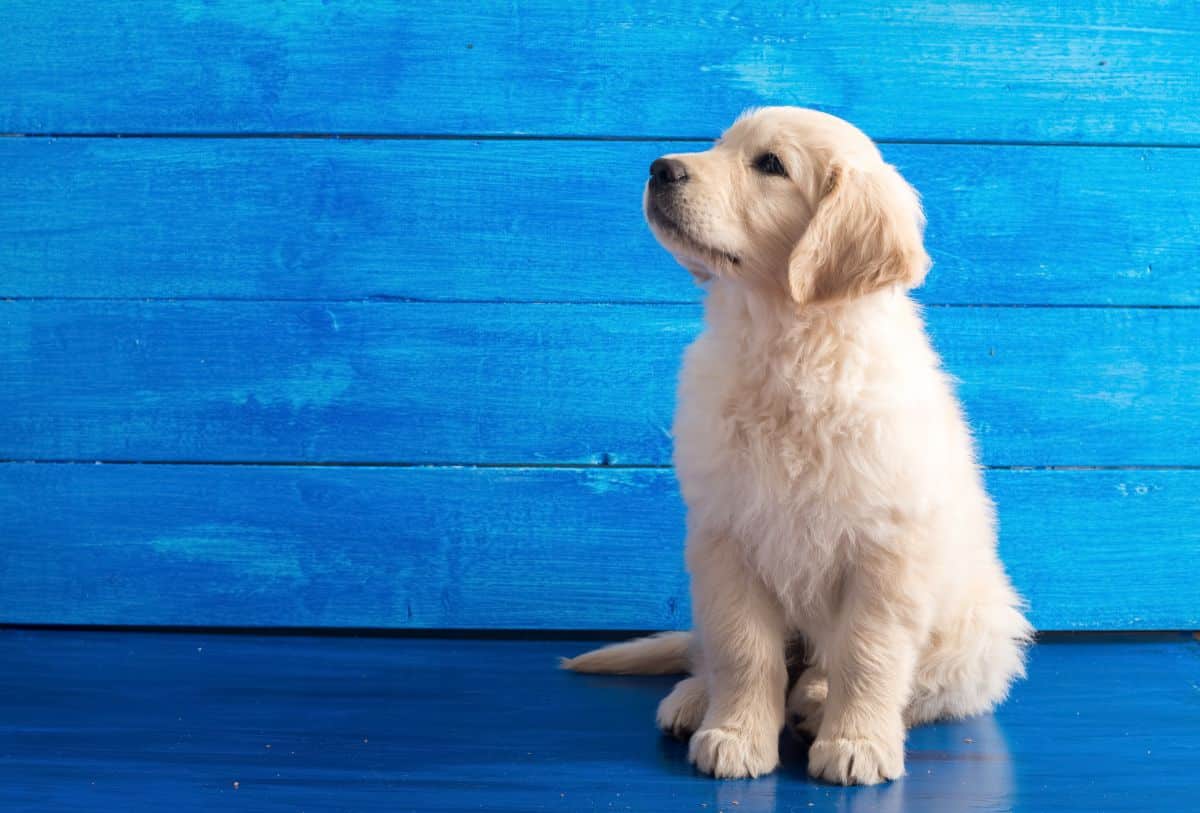 portrait-of-english-golden-retriever-puppy-on-blue-wood
