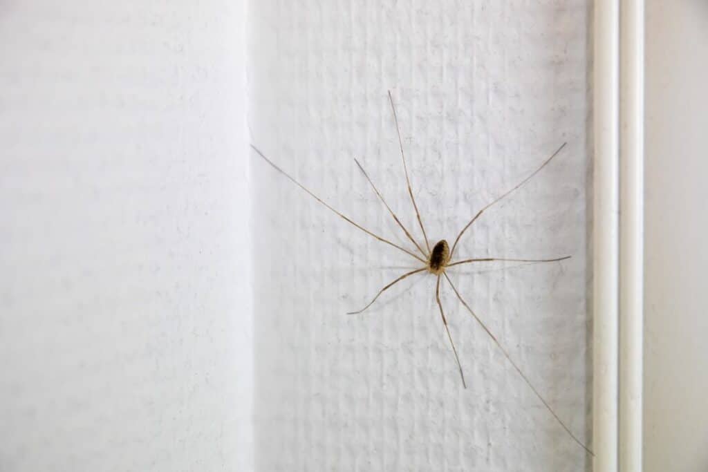 long-legged-spider-on-a-wall