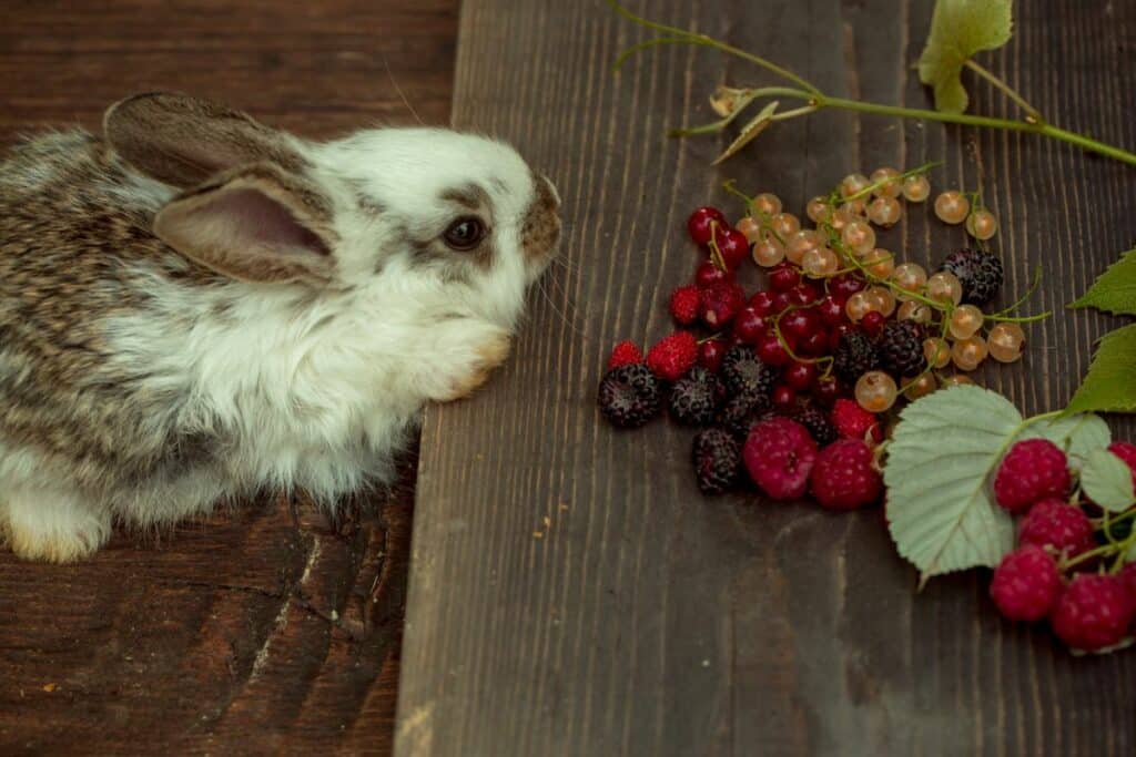 duerfen-kaninchen-erdbeeren-essen-1