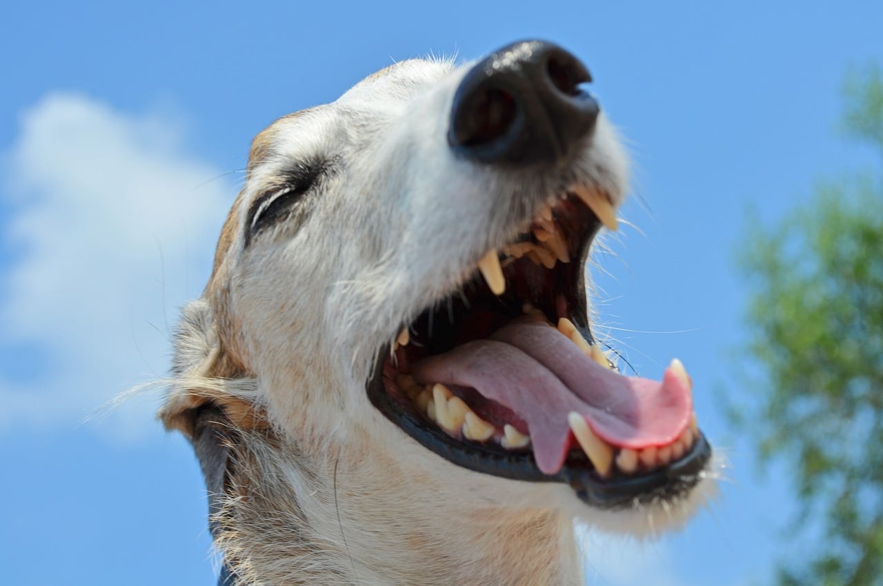 hund-zahnschmerz