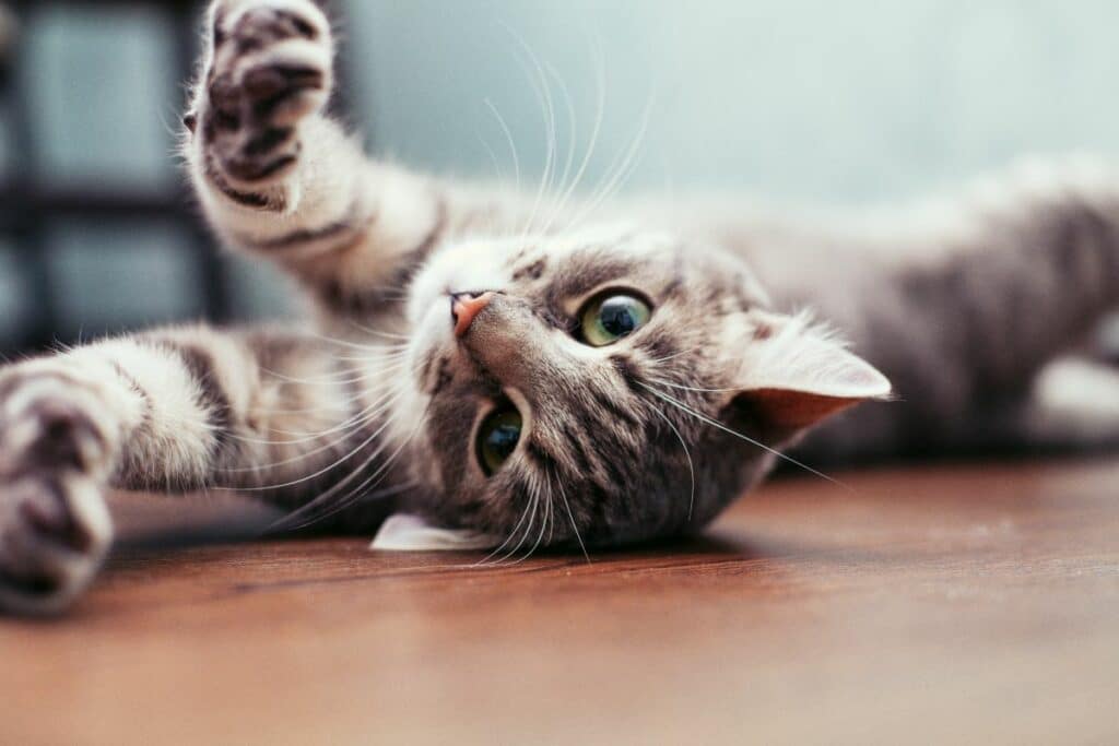 beautiful-gray-cat-lying-on-the-floor-the-concept-of-pets