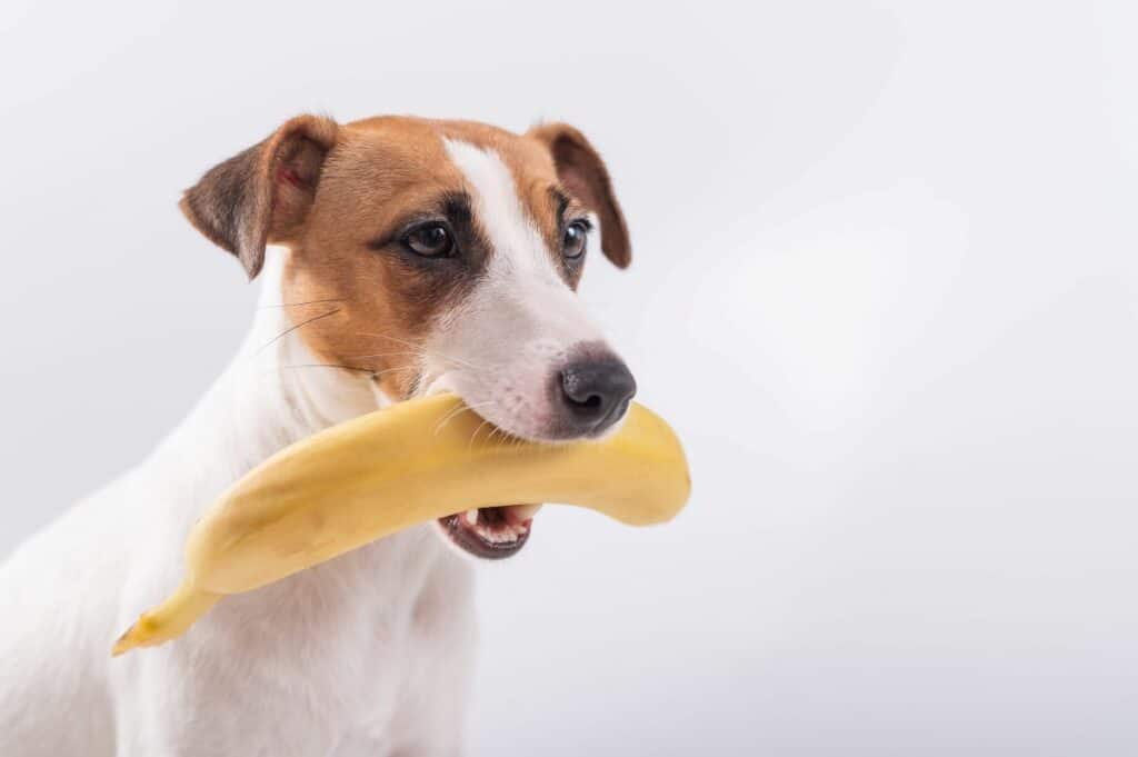 darf-mein-hund-banane-essen-2-1