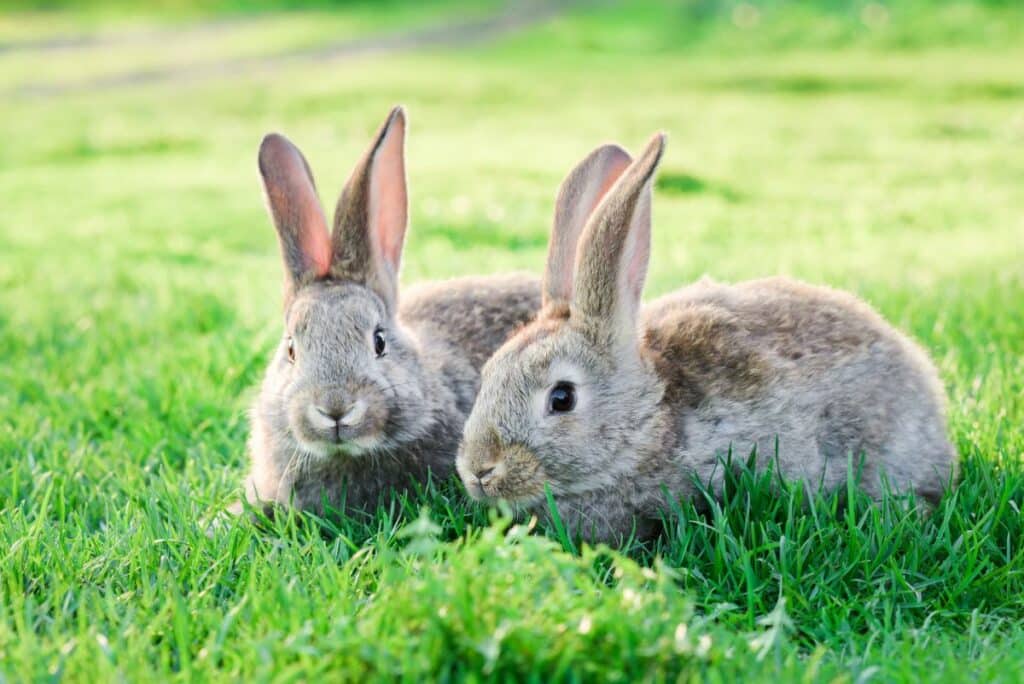 image-of-two-grey-rabbits-in-green-grass-outdoor