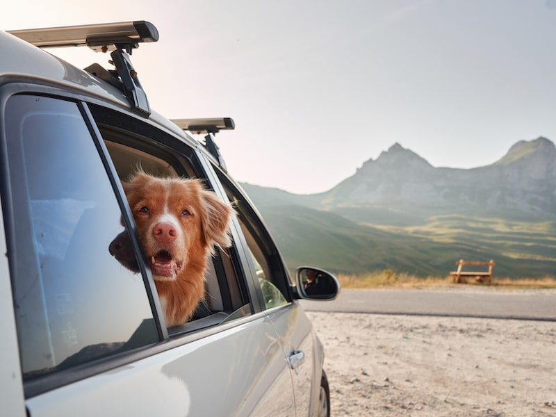 a-curious-dog-peeks-out-from-a-car-mountains-in-the-distance-ready-for-adventure