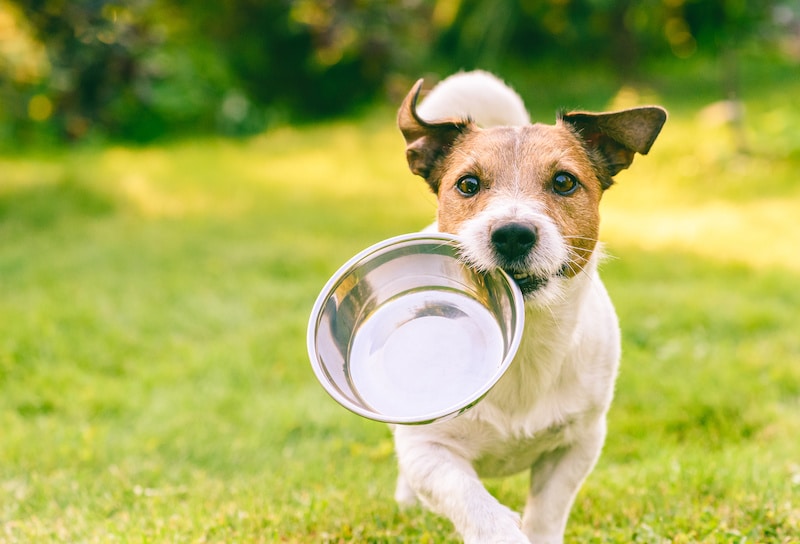hungry-or-thirsty-dog-fetches-metal-bowl-to-get-feed-or-water-2